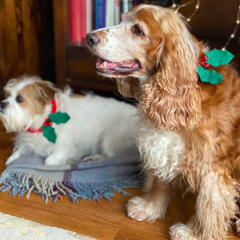 talking-tables-christmas-hound-holly-dog-dress-up-talk-5117301